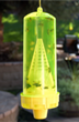 Catch the Queen Now to Control Yellowjackets This Summer