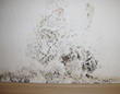 Mold Causes Emergency Evacuation at Park Hills Elementary, My Cleaning...