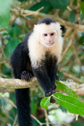Capuchin monkey