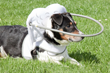 Muffins Halo with Basil the blind rescue dog receives publicity thanks...