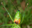 “Bugs for Birders” Tour in Trinidad Announced by Naturalist Journeys