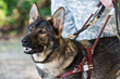 Fidelco Guide Dog Foundation Salutes International Guide Dog Day