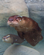North American River Otters: The Furry Faces of Conservation