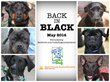 Lucky Dog Animal Rescue Promotes Black Dog Adoptions