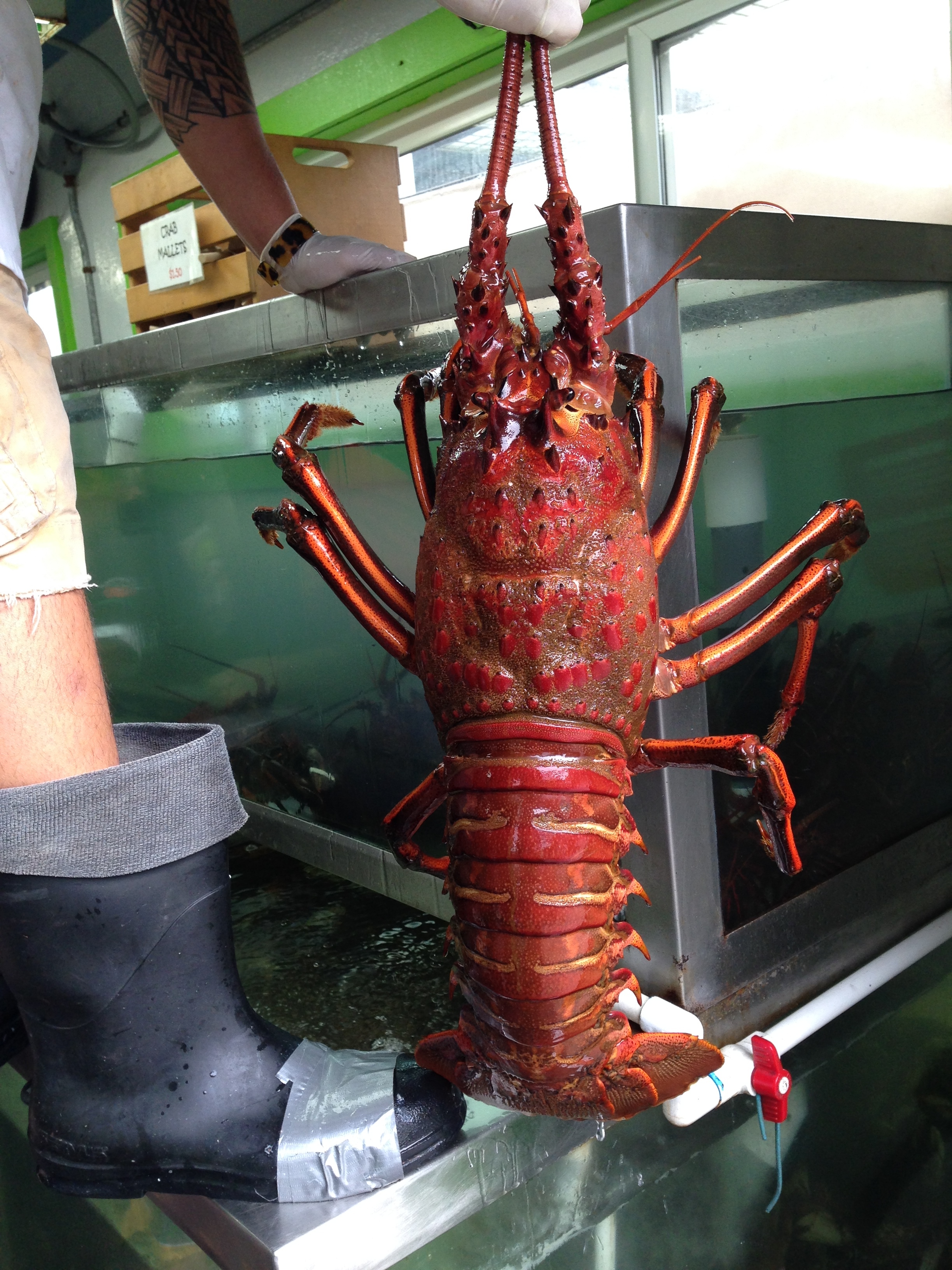 Lobster Helps Vets: San Pedro Fish Market Announces Major ...