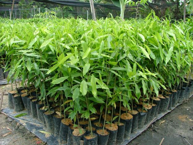 Asia Plantation Capital Expands with a Drive for Agarwood