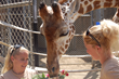 “Tiki” the Giraffe Turns Twenty-Five at Oakland Zoo