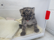 Denver Zoo Welcomes New Clouded Leopard Cub from Smithsonian...