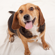 Rescue Row Unveiling Kicks Off Maddie's® Pet Adoption Days