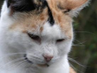 Damariscotta Veterinary Clinic Increases Testing and Treatment for...