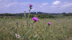 Antietam Thistles