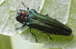 American Arborist Supplies Slates Trade Show & EAB Seminar