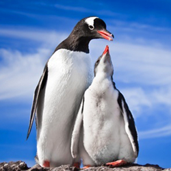 Penguin Method Review
