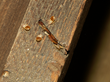 Bed Bugs in North Platte Close Down Local Library, My Cleaning...