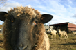 New Wool Mill, Fibers First in Post Falls, ID is Producing High...