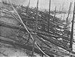 Fig.2. Another view of the  devastation caused by the 1908 Tunguska explosion.