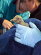Pair of King Penguin Chicks Hatch at Newport Aquarium