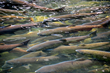 Salmon Festival Celebrates Mighty Skagit River