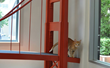 Celebrate the Grand Reopening of the San Francisco SPCA Adoption...