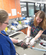 Not Enough Spay and Neuter Surgeries Booked: The Winnipeg Humane...