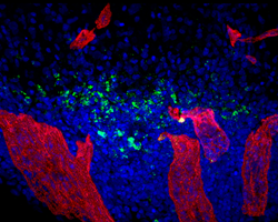 hES-MSCs in mouse