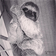 Guests at Tulemar Resort Help Rescue Abandoned Baby Sloth