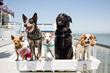 Cruise with Your Favorite Four Legged Pal at the 10th Annual “Dog Day...