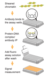 Schematic procedure of the Pre-Sure ChIP Antibody Validation Kit.