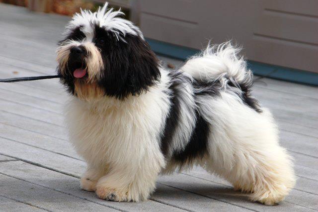 havanese dog long hair