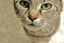 Companies that pamper pets are increasingly popular.