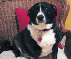 A well-groomed pet is a happy pet.