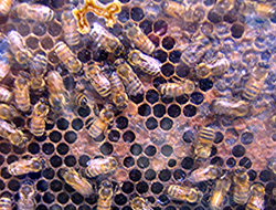Little honey bees can be big business.