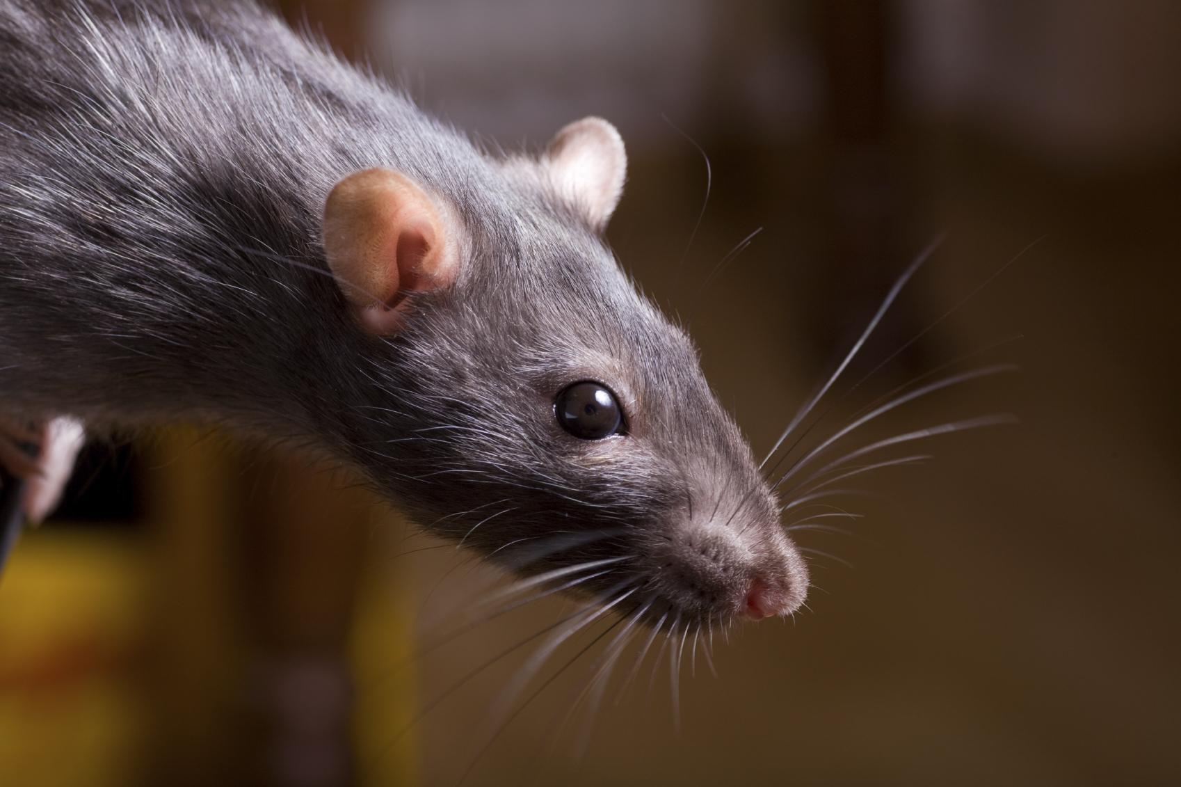 Are “Mutant Super Rats” Taking Over Western Civilization?