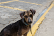 Compassion, Inc. Launches Indiegogo Campaign to Foster a Worldwide...