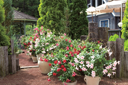 These bold flowers add high impact color to containers, patios and landscapes.