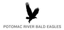 bald eagle photos