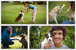 dog training online review