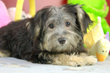 Designer Doggies: Royal Flush Havanese Alerts Puppy Buyers Why This...
