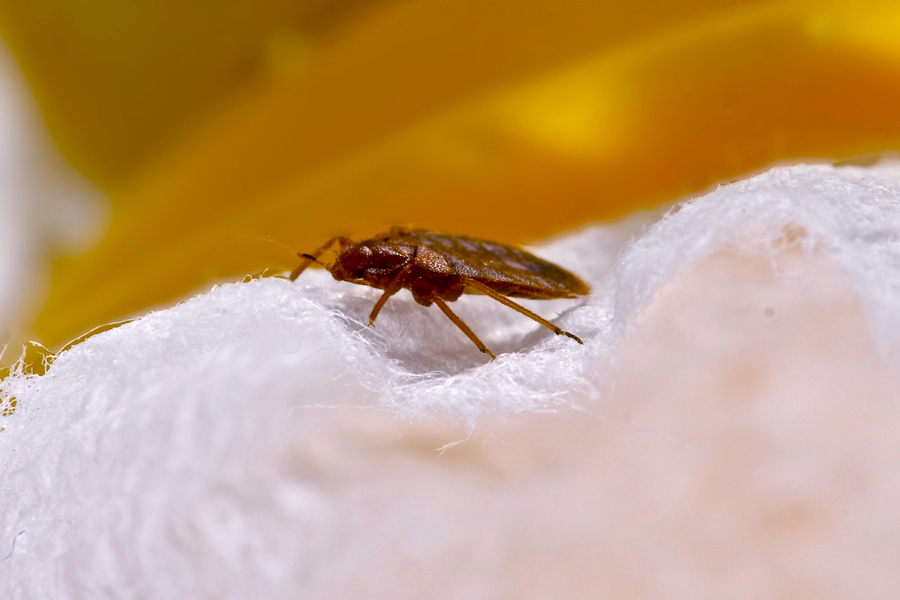 Bed Bugs Appear In Hospital Waiting Room