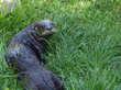 New River Otter on Exhibit at Oakland Zoo