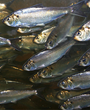 Alewife Restoration Program Begins on International St. Croix River