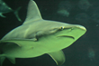 Celebrate the Ocean’s Apex Predator During South Carolina Aquarium’s...