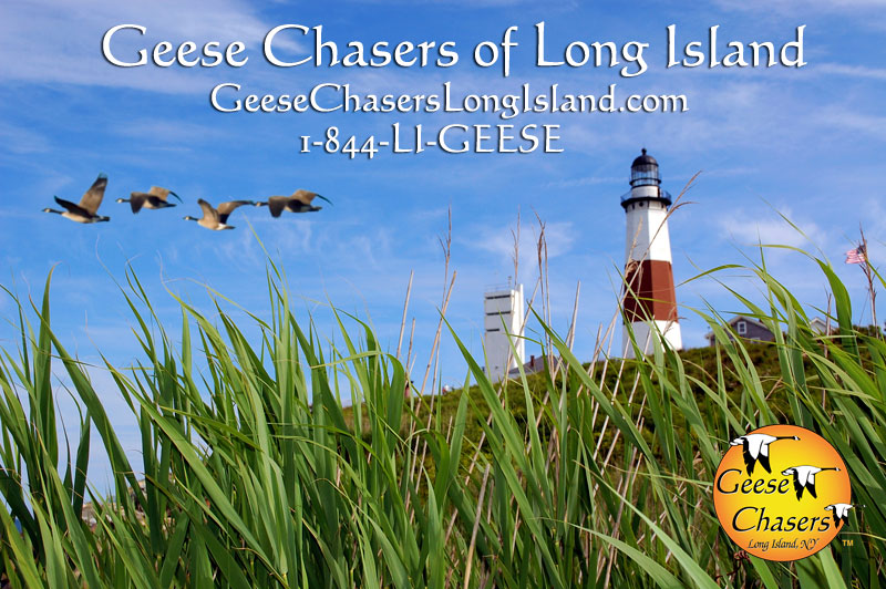 Geese Chasers Arrives in Long Island, NY
