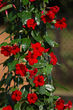 Easy-care Container Flowers from The Suntory Collection Add Color to...