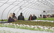 Arthur and Friends to Open New Greenhouse Using American...