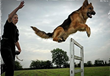 “How to Find a Friend: The Most Recommended Breeds of Dogs for Sale”...