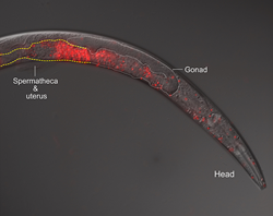 An instance of cross-species breeding gone awry: fluorescence microscopy reveals sperm, in red, invading a female worm’s body. Credit: Gavin Woodruff