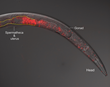 “Killer Sperm” Prevents Mating Between Worm Species, Says UMD Study