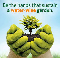 Be the Hands that Sustain a Water-Wise Garden