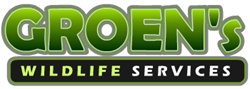 Groen’s Wildlife Services provides animal control and removal services as well as swan rentals to Northwest Indiana and the Chicago suburbs